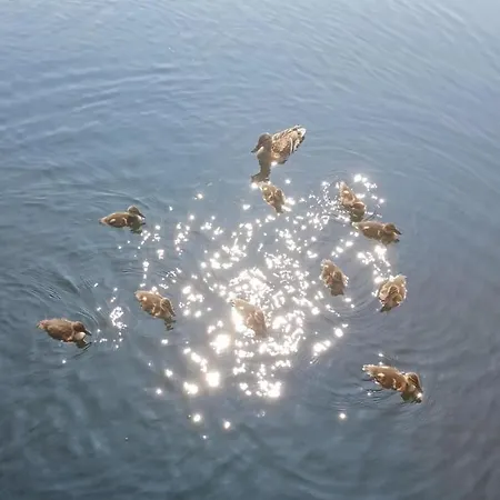 Hausboot La Mare Sonja 船上ホテル Weyhe